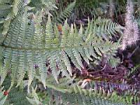 Fougere - Dryopteris Ardechensis (fam Dryopteridacees) (Est du Massif Central) (2) (Photo F. Mrugala)